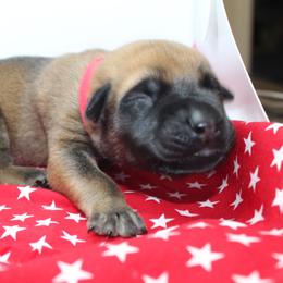 Mastiff Puppies from Titan Mastiffs