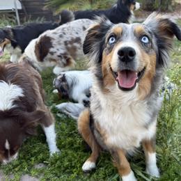 Sketch - Miniature American Shepherd