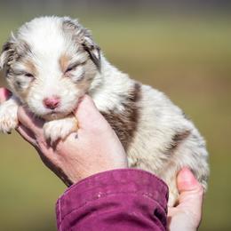 Orange girl - Red merle female Australian Shepherd puppy in Clarkrange, Tennessee from Vom Wolff