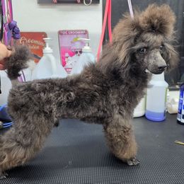 Apollo - Blue male Poodle puppy in North Prince George, Virginia from ROYAL VISTA