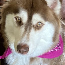 Freyja - Siberian Husky
