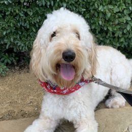 Goldendoodles from Mariah's Goldendoodles