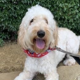 Goldendoodles from Mariah's Goldendoodles