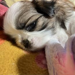 Shih Tzu Puppies from Simply Shih Tzu