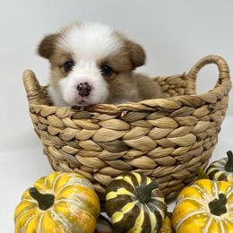 Liberty - Red female Pembroke Welsh Corgi puppy in Waco, Texas from The Comma Corgis