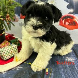 Butters - Parti male Miniature Schnauzer puppy in Sylvania, Georgia from Southern Sky Miniature Schnauzers