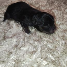 Hennessy - Black female Pomeranian puppy in Illinois from Maribel Poms