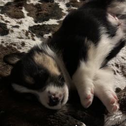 American Corgi and Pembroke Welsh Corgi Puppies from Wild West Corgis