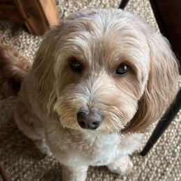 Meg - Goldendoodle