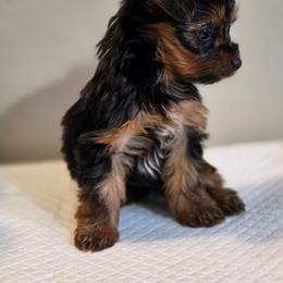 Lilo's Girl 2 - Black and tan female Yorkshire Terrier puppy in Aiken, South Carolina from Sio's Yorkies