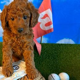 Sandy - Red  female Goldendoodle puppy in Chelan, Washington from North Cascades Doodles