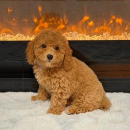 Serena - Apricot female Poodle puppy in Davie, Florida from Dave Poodles