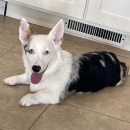 American Corgi and Pembroke Welsh Corgi Puppies from Beebe’s Corgis