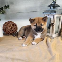 Zion - Red male Shiba Inu puppy in Illinois from Precious-Puppies