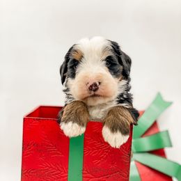 Turkey - Tri-color male Bernedoodle puppy in Hudson, Indiana from TurkeyCreek-K9