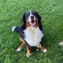 Bernedoodles and Bernese Mountain Dogs from Brentwood Berners