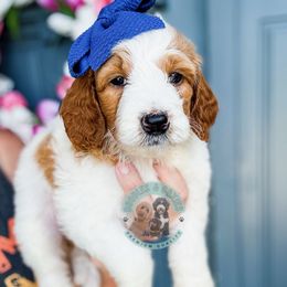 Cookie - Parti female Goldendoodle puppy in Marion, Ohio from Doodles & Doxies