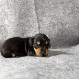 Chai - Black and tan male Dachshund puppy in Live Oak, Florida from Johnson’s Weiner Farm