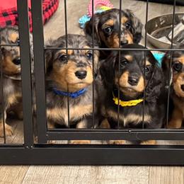 Dachshunds from Krysta Wasson