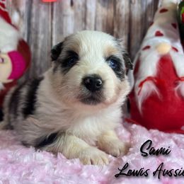 Australian Shepherd and Pembroke Welsh Corgi Puppies from Lewis Aussie’s & Corgi’s