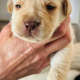 Davos - Yellow male Labrador Retriever puppy in Penn Valley, California from High Quality Labrador Retrievers and French Bulldogs