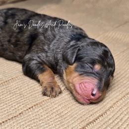 Banks - Merle male Bernedoodle puppy in Cleveland, Georgia from Jam's Doodles And Poodles