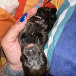 Dachshund Puppies from Autumns Dachshunds