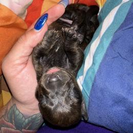 Dachshund Puppies from Autumns Dachshunds