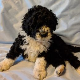 Portuguese Water Dog Puppies from Stacy's PWD Portuguese Water Dogs