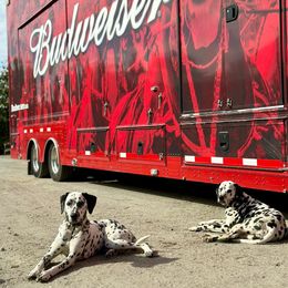 Basset Hound and Dalmatian Puppies from Lazy B Bassets and Dalmatians