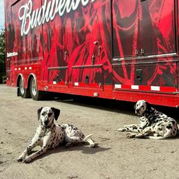 Basset Hound and Dalmatian Puppies from Lazy B Bassets and Dalmatians