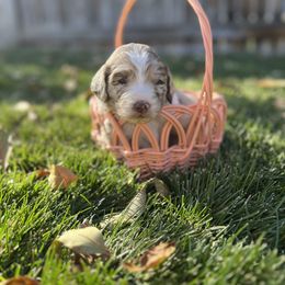 Aussiedoodle Puppies from Jojo the Denver Aussie