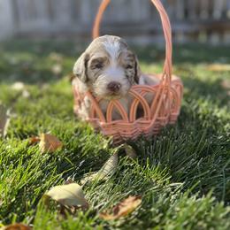 Aussiedoodle Puppies from Jojo the Denver Aussie