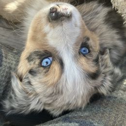 Australian Shepherd Puppies from 4H Aussies