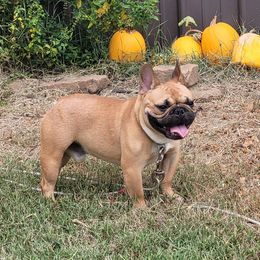 Styme - French Bulldog