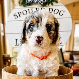 Orange Collar Esther - Merle female Bernedoodle puppy in Camden, North Carolina from Fleury Farm Doodles NC
