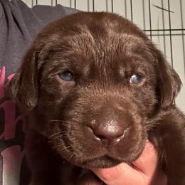 Light Pink Girl - Chocolate female Labrador Retriever puppy in Rock Hill, South Carolina from North Star Retrievers