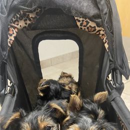 Yorkshire Terrier Puppies from Elaine’s Pup Co.