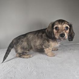 Zuzu aka Noel - Cream female Dachshund puppy in Pryor, Oklahoma from Mighty Paws Manor