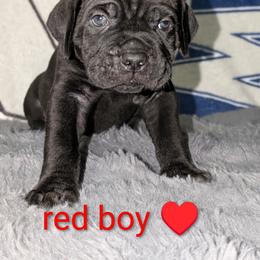 Cane Corso Puppies from Regal guardian cane corso