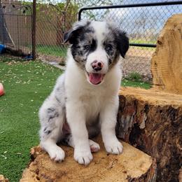 Ozark 2800 - Blue merle male Border Collie puppy in Morgan, Texas from Shooting Star Ranch