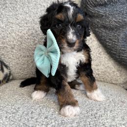 Aqua - Tri-color male Bernedoodle puppy in Curtice, Ohio from The Pink Doghouse