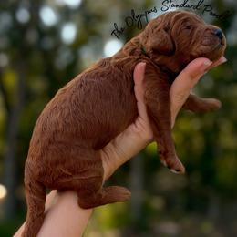 Ron Weasley - Red  male Poodle puppy in Spring Hills, Florida from The Olympus Standard Poodle
