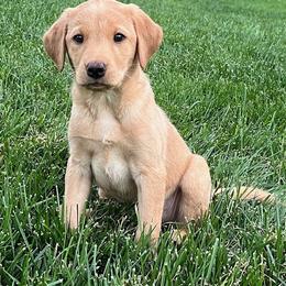 Purple collar female - Yellow female Labrador Retriever puppy in Stokesdale, North Carolina from Belews Creek Gundogs