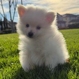 Polar - White male Pomeranian puppy in San Jacinto, California from Savvypomeranians