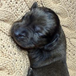 Asher - Dapple male Dachshund puppy in Washburn, Tennessee from Broken Arrow Miniature Dachshunds