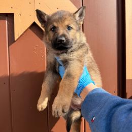 Light green collar - Sable female German Shepherd puppy in Hollis Center, Maine from Noble German Shepherds of Maine