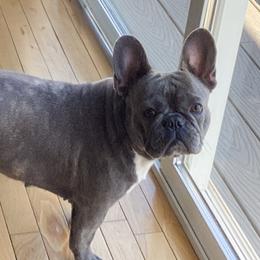 French Bulldog All Grown Up from Kristi’s French Bulldogs