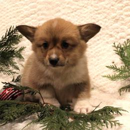 Gumdrop - Pembroke Welsh Corgi puppy from Covered Bridge Corgis