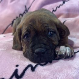Female 1 - Chestnut brindle female Cane Corso puppy in Jasper, Alabama from C&M Cane Corso